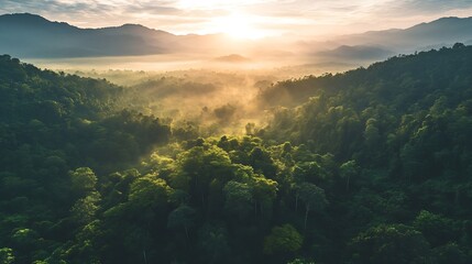 Aerial top view forest tree Rainforest ecosystem and healthy environment concept background Texture of green tree forest view from above Beautiful sunrise over the mountains of western : Generative AI