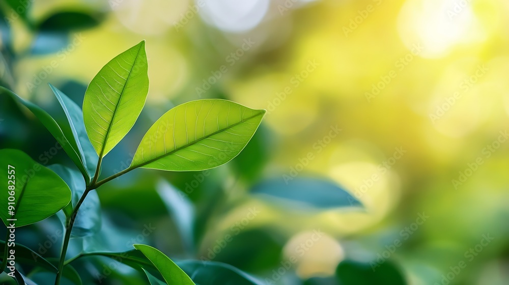 Aufkleber beautiful nature view of green leaf on blurred greenery background in garden and sunlight with copy 