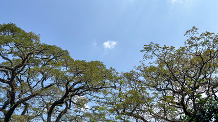 Wild tree in the morning