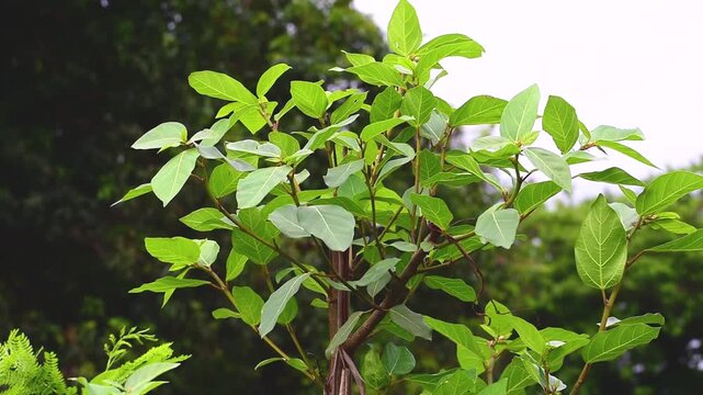 Ficus racemosa (the cluster fig, red river fig, gular, elo, loa, Ficus glomerata). Fig plant leaves