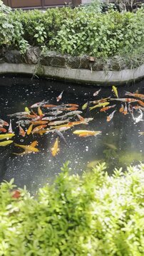 Koi fish swim in a pond with leaves in the foreground.