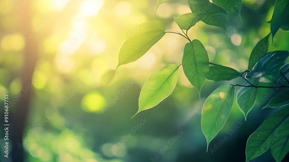 Aufkleber beautiful nature view of green leaf on blurred greenery background in garden and sunlight with copy 