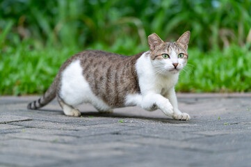 Cat resting on the ground outdoors