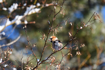 モミジの種を食べに来た冬のシメ