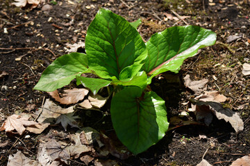 オオウバユリの若い芽