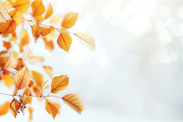  Minimalistic white autumn background with soft blur effect, copy space