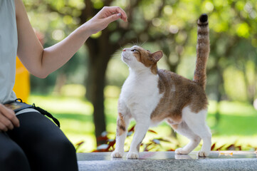 Outdoors, cat and human sitting together on a stone bench