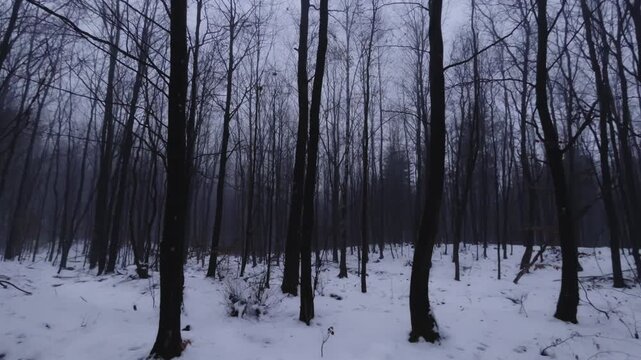 4K panning video of a dark, moody forest in winter, showcasing a somber and atmospheric landscape. The camera pans to the misty, wooded, and spooky-looking forest&mdash;low saturation high contrast.