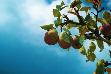 Green-red pears on tree branches with leaves in close-up, on the background of blue sky and white clouds