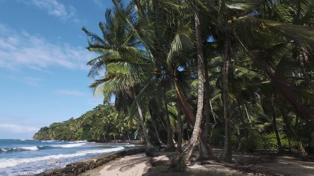 Serene beach with palm trees leaning over the shore, waves gently crashing in the background on Bastimentos Island, Panama