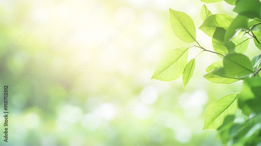 Aufkleber beautiful nature view of green leaf on blurred greenery background in garden and sunlight with copy 