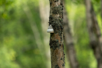 Hoof Fungus, Wild Mushrooms, Alaska 