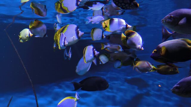 Group of Cooper Batfish, Narrow-banded Batfish, Orbicular Batfish, or round batfish fish