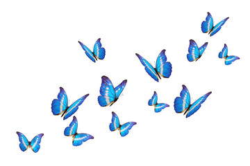 Set of blue butterfly flying on white background.