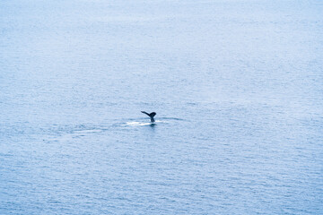 Wildlife in the Alaskan sea