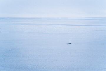 Wildlife in the Alaskan sea