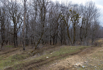 woodland, spring walks in the highlands, forest, and a panorama of a dirt road