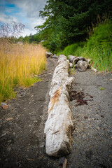 Natural flowers and plants in nature environment