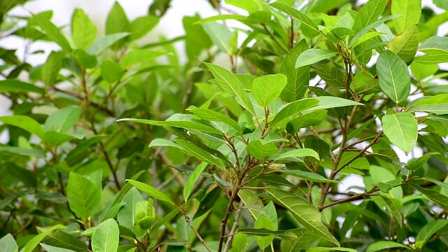 Ficus racemosa (the cluster fig, red river fig, gular, elo, loa, Ficus glomerata). Fig plant leaves
