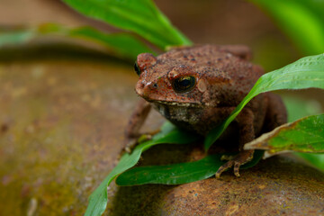 Asian common toad (Duttaphrynus melanostictus) on rusty metal water pipe system, with natural bokeh background