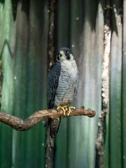 Peale's falcon (Falco peregrinus pealei) bird sitting close up, portrait