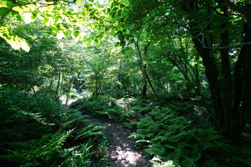 mossy old trees and pathway in spring forest
