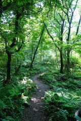 spring pathway through deep forest
