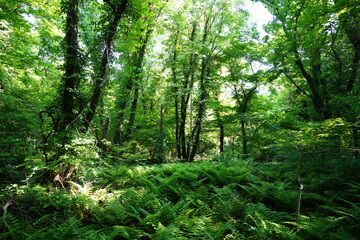 thick ferns and old trees in dense spring forest
