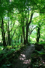 spring pathway through deep forest
