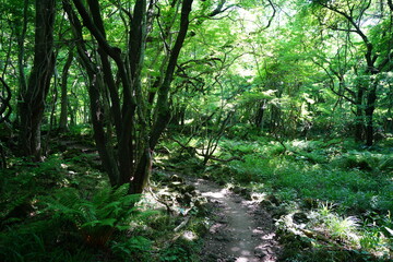 Obraz premium mossy old trees and pathway in spring forest 