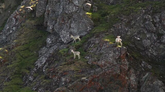 Herd Of Female Thinhorn Sheep On Rocky Mountain. Sheep Mountain In Kluane National Park, Yukon, Canada. aerial, static