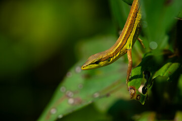 Asian grass lizard (Takydromus sexlineatus) basking under sunlight, natural background