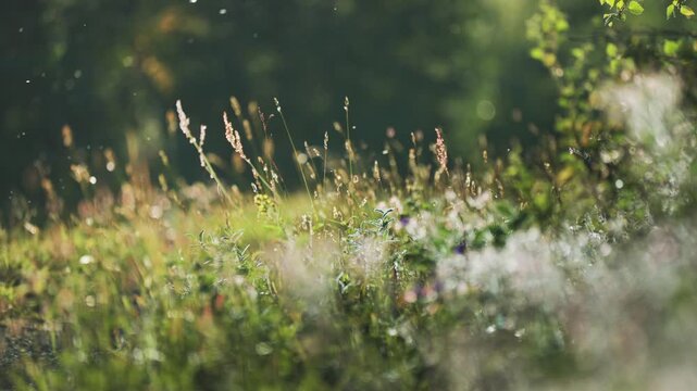 A scenic view of a meadow highlights tall grasses and wildflowers illuminated by soft sunlight. Midge and insects flock above the grass.