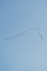 Pajaros en un cielo celeste