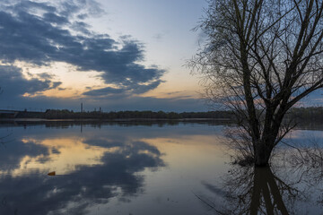 A tree is reflected in the water of a lake