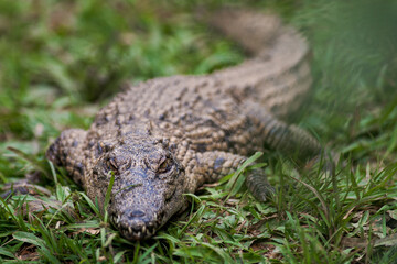Naklejka premium Close up of a Nile crocodile (Crocodylus niloticus madagascariensis) at Madagascar.