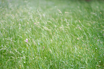 Blurred grass field in the morning. Bright morning. Environment concept