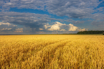 A field of golden wheat with a cloudy sky in the background