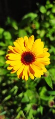 Growing calendula flower, medicinal plant.