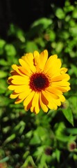 Growing calendula flower, medicinal plant.
