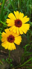 yellow flower in the garden. Growing calendula flower, medicinal plant.