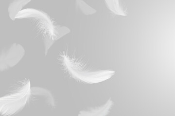Obraz premium Abstract Many White Bird Feathers Floating in The Air. Softness of Feathers on Gray Background.