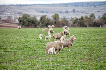 Ewes and young lambs in a paddock