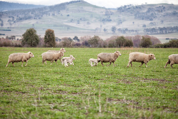 Obraz premium Ewes and young lambs in a paddock