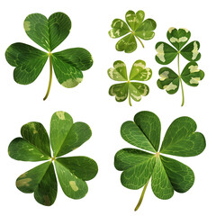 Fototapeta premium A set of four leaf clovers isolated on a transparent background