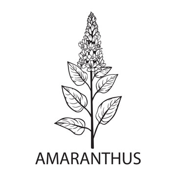 Amaranthus flower Outline Design, Floral Clipart, Wildflower illustration in black and white