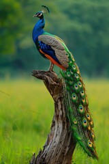 Obraz premium A vibrant peacock with its tail feathers spread stands on a tree stump in a green field.