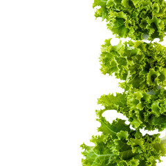 "Vibrant Green Lettuce: PNG Format Isolated on Transparent Background"