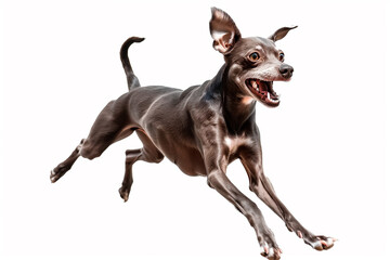 Dark brown chihuahua dog jumping on a white background
