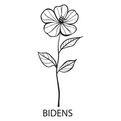 Bidens flower Outline Design, Floral Clipart, and Wildflower illustration in black and white
